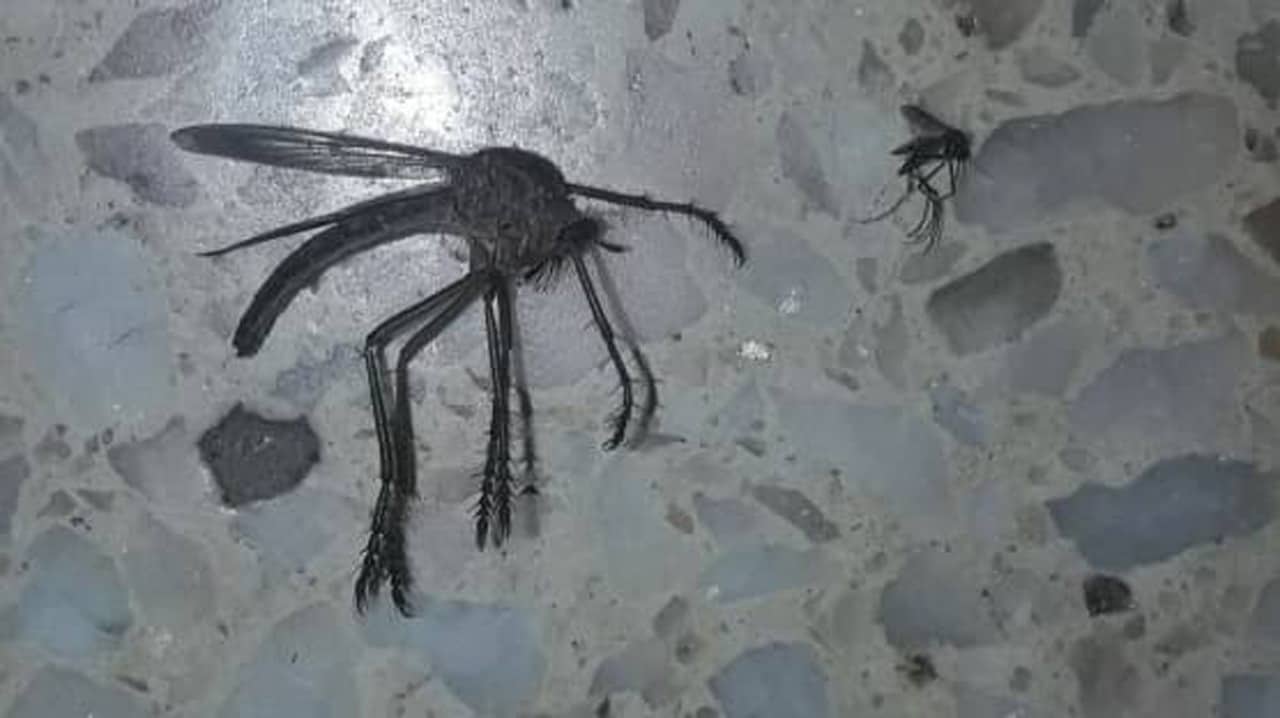Fallout New Vegas Giant Mosquito